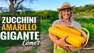 Zucchini Amarillo GIGANTE! Como lo cultivamos? | Abundante | Huerta Soy AHORA!