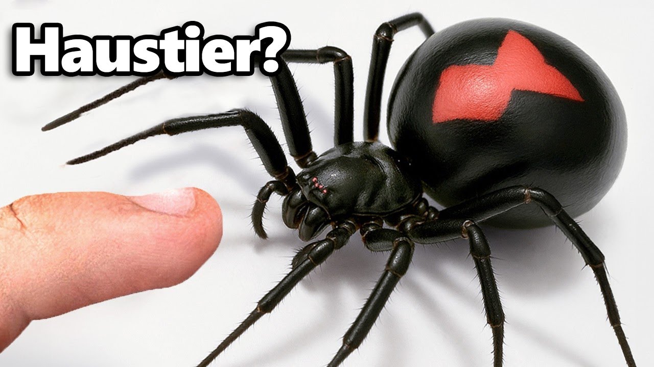 Ich Habe ein Haustier Schwarze Witwe (ja, wirklich)