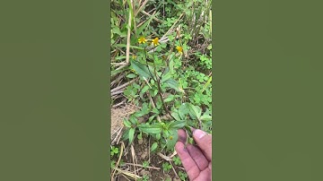 Cây Thuốc Thiên Văn chữa viêm lợi sâu răng rất hay #covenduongvlogs #phunu #caybuttre #câythuốcquý