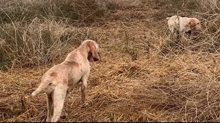 Caccia alle quaglie con il Bracco Italiano