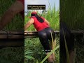 Jiaamalia Villagecooking1 Cooking Onthisday Cookingvideo Villagerlifestyle Nature Fishing 