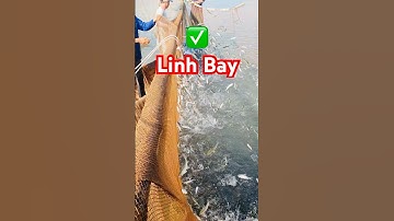 ✅ Thu hoạch Cá Linh size khủng ở Miền Tây (Long An) #thuhoachca #calinh #mientay #dacsan #giathuysan