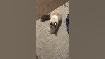 Dusty’s first time on catnip #shorts