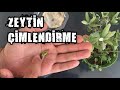 Zeytin Çekirdeği Çimlendirme Nasıl Yapılır?