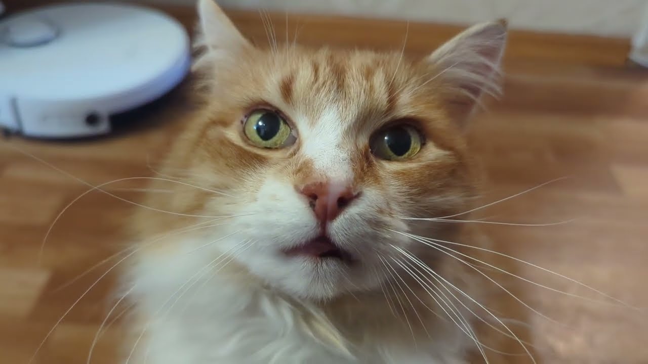 A cozy atmosphere, slow painting and a ginger cat nearby