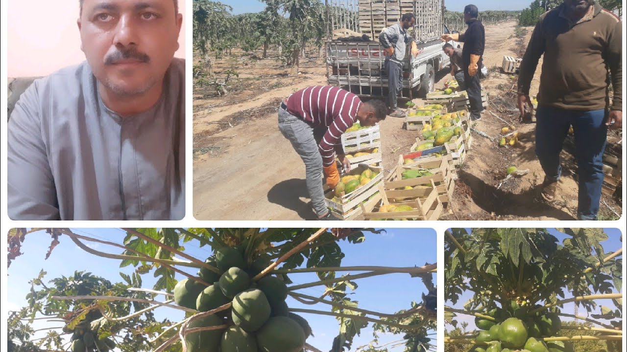 اهم الملاحظات في زراعة البابايا