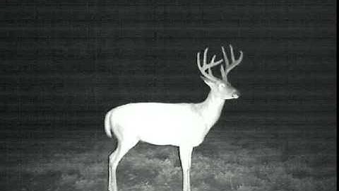 Buck videoed by Leaf River iR-7SS