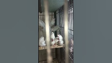 Java sparrow #birds #shorts #ytshorts #birdsinfovideos