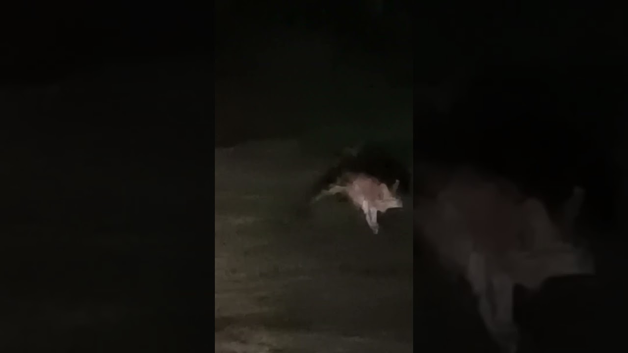 Ever seen a Spring Hare