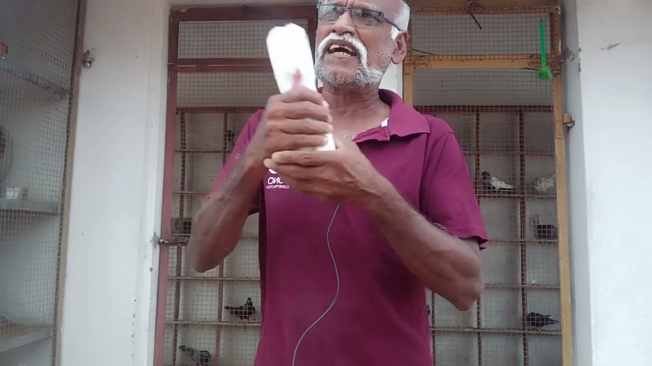 Different type of pigeon tails புறா வால்கள்  வகைகள் by trichy shaik