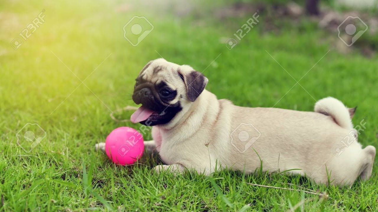 PUG playing  and funny activities 