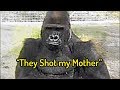 Gorilla Learns Sign Language and Reveals what Poachers did to Family - The Story of Michael