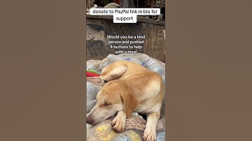 please consider donating to our PayPal link in bio on our Instagram page for support #fyp #donate