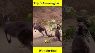 Top 5 Amazing Animal Fact