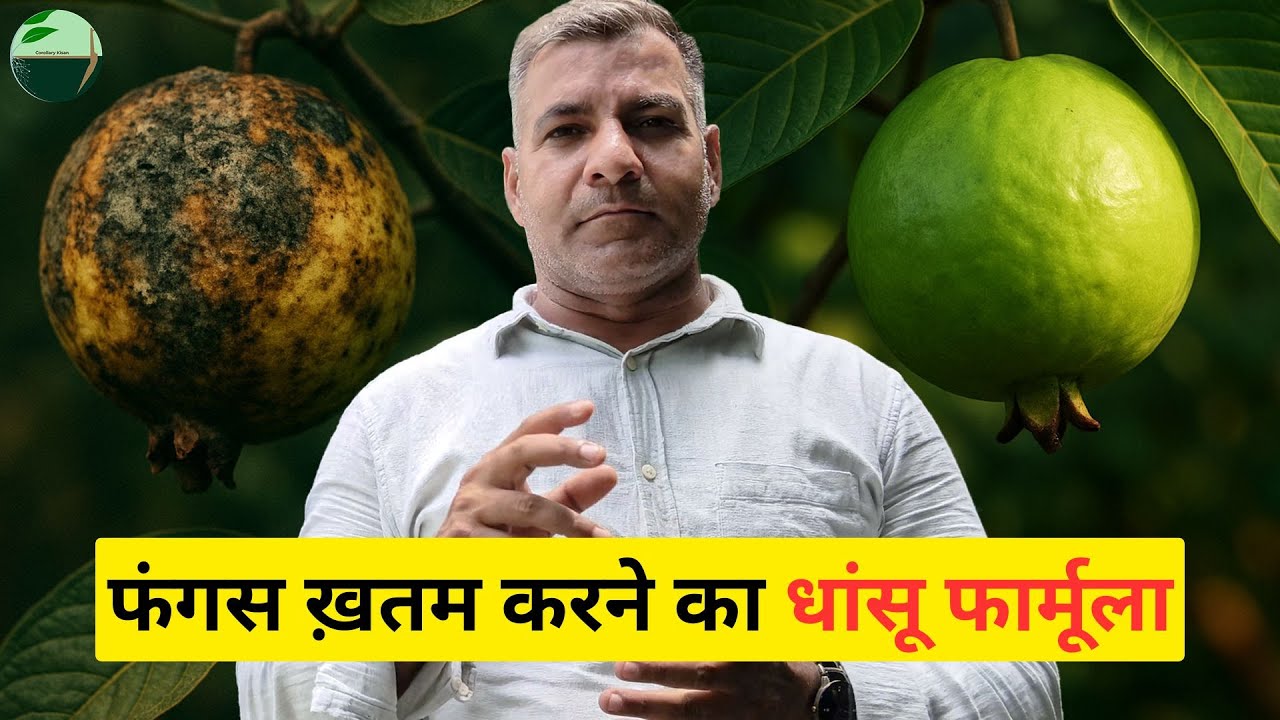 1481-Kisan karyashala: नीमाटोड और फंगस की समस्या के लिए उचित उपाय | जैविक स्प्रे RahulJawan के साथ।