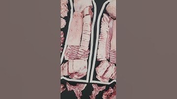Watch it Now: A Visual Guide to the Cuts of a Pig: Learn Where Every Pork Cut Comes From! #shorts