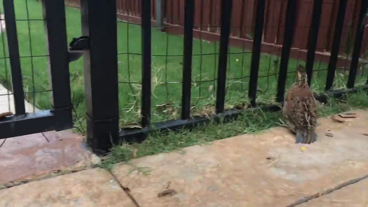 Can Quails Fly? YouTube