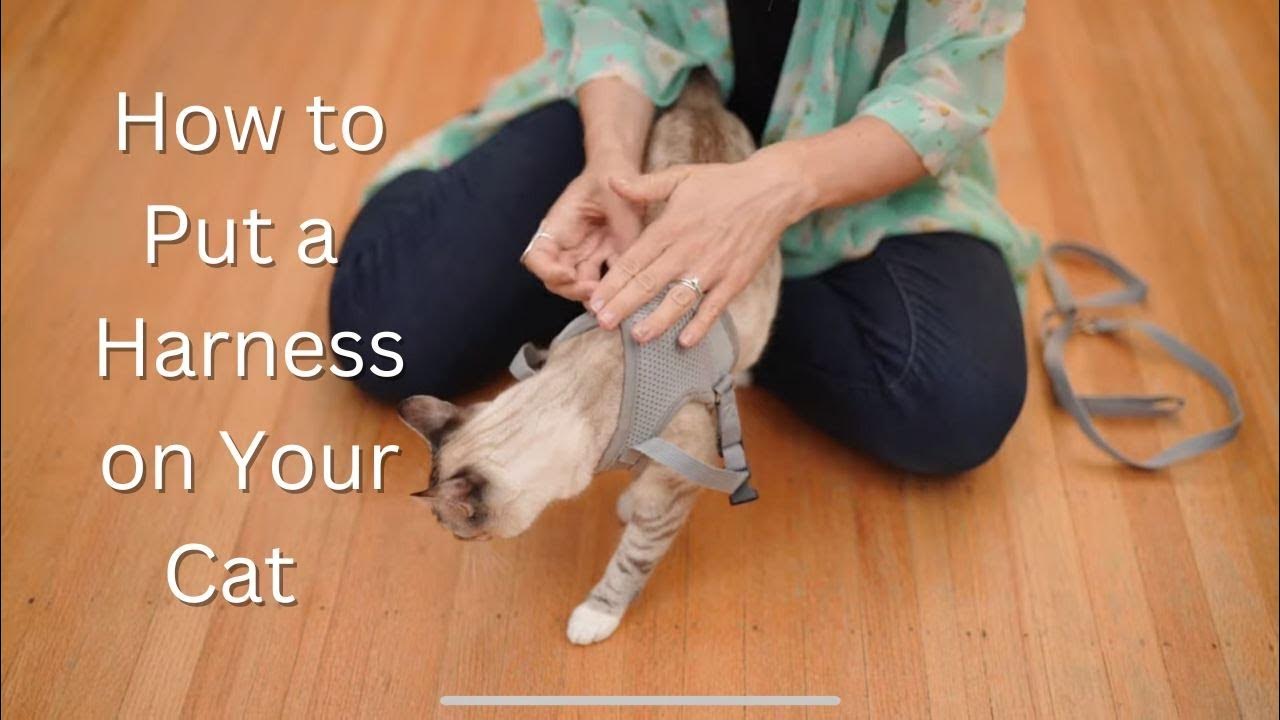 How to Put a Harness and Leash on Your Cat - The Best Cat Harness, The