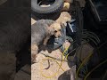 earthship build project tires for the battery house 30KW build. spring registration. all welcome.