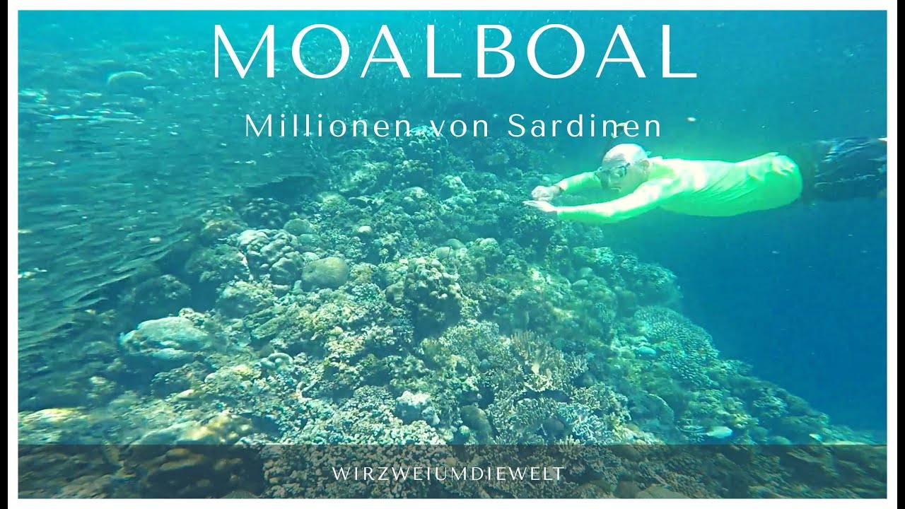 WELTREISE-VLOG#112 Sardines Run in Moalboal / Panagsama Beach