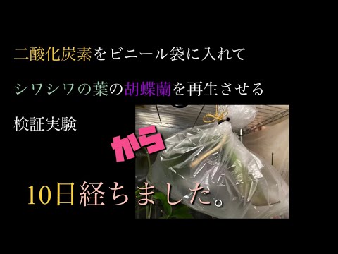 二酸化炭素 ビニール袋に息を吹き込んで と水でシワシワの葉の胡蝶蘭の再生チャレンジ10日経ちました Youtube