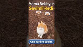 Ki̇mi̇ Yi̇yor, Ki̇mi̇ Gözetli̇yor Sokak Kedi̇leri̇