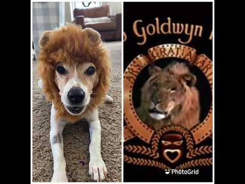 Puppy Vs MGM Lion Roar