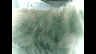 Secret SquishMallow Groups? screenshot 2