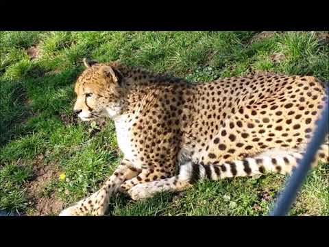 Besuch im Zoo Landau / Pfalz - Geparden, Tiger und Co