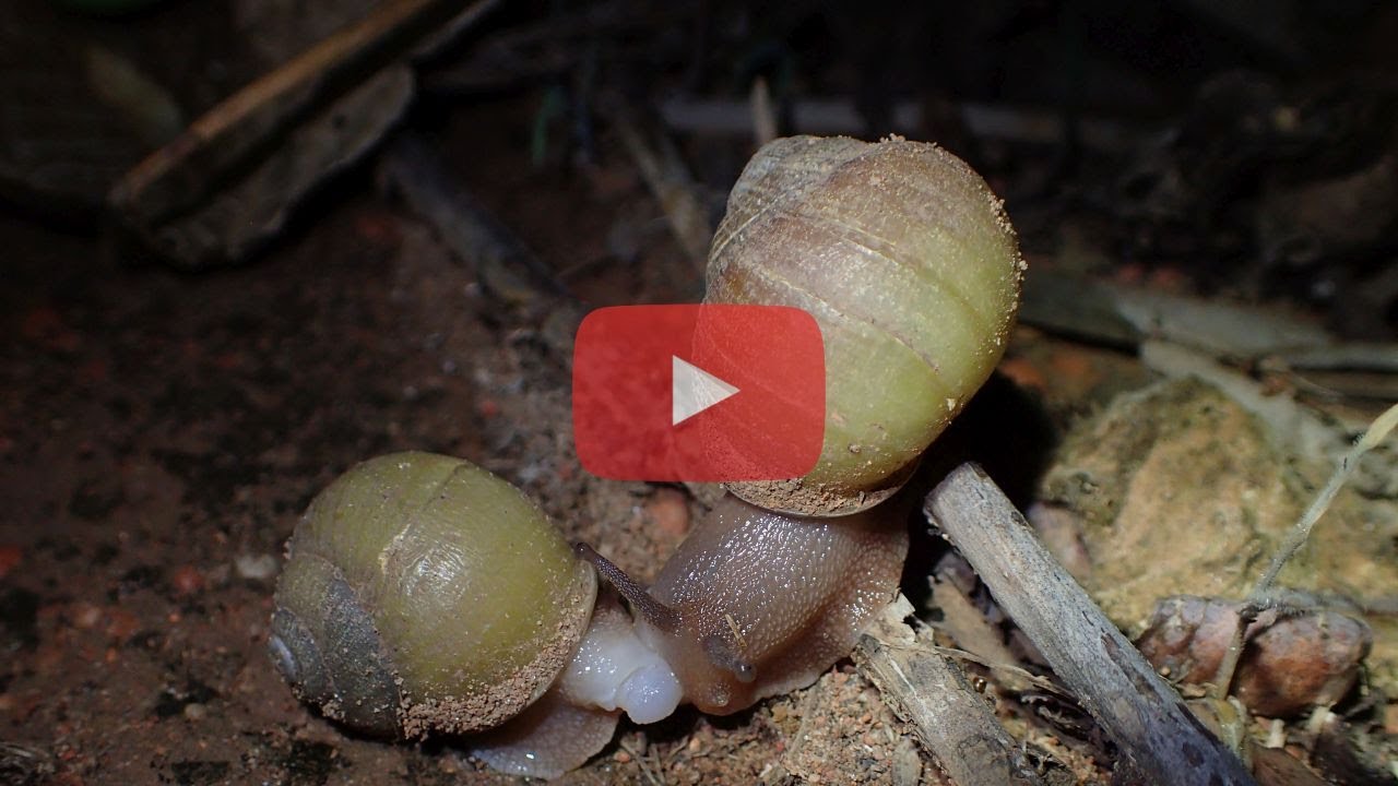 Xanthomelon jannellei - Cape York Melon Snail