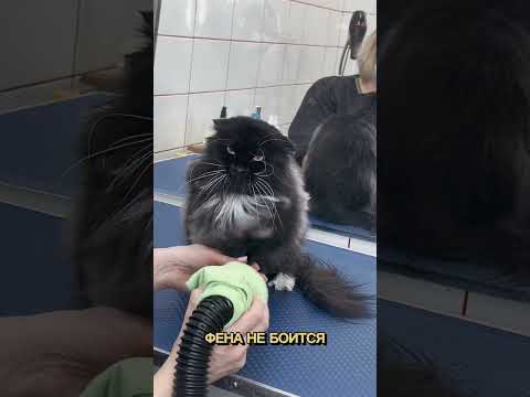 Как помыть и подстричь кота. Груминг Рыбацкое.
