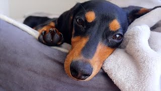 My 19 Week Old Mini Dachshund Puppy | REMI by Remi the Mini Dachshund 8,094 views 3 years ago 6 minutes, 6 seconds