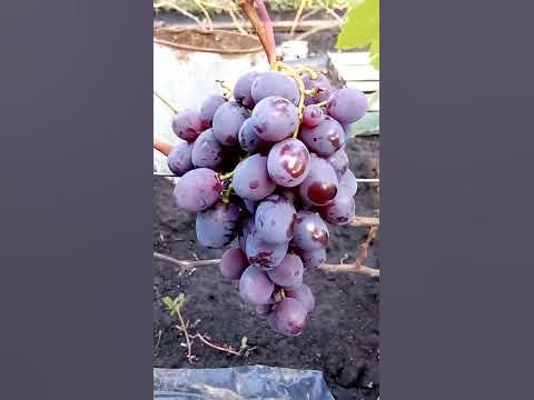 Виноград Памяти Учителя - YouTube