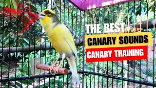 The Best Canary Sounds!! Canary Training