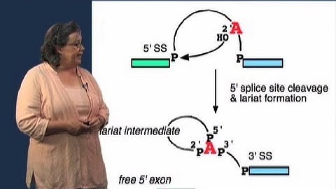 Splicing Mechanism - Melissa Moore (U Mass/HHMI)