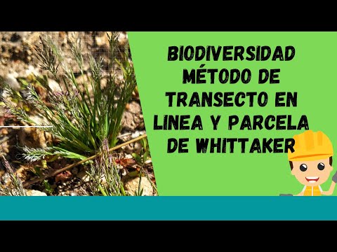 Video: ¿Cuándo usarías un transecto?