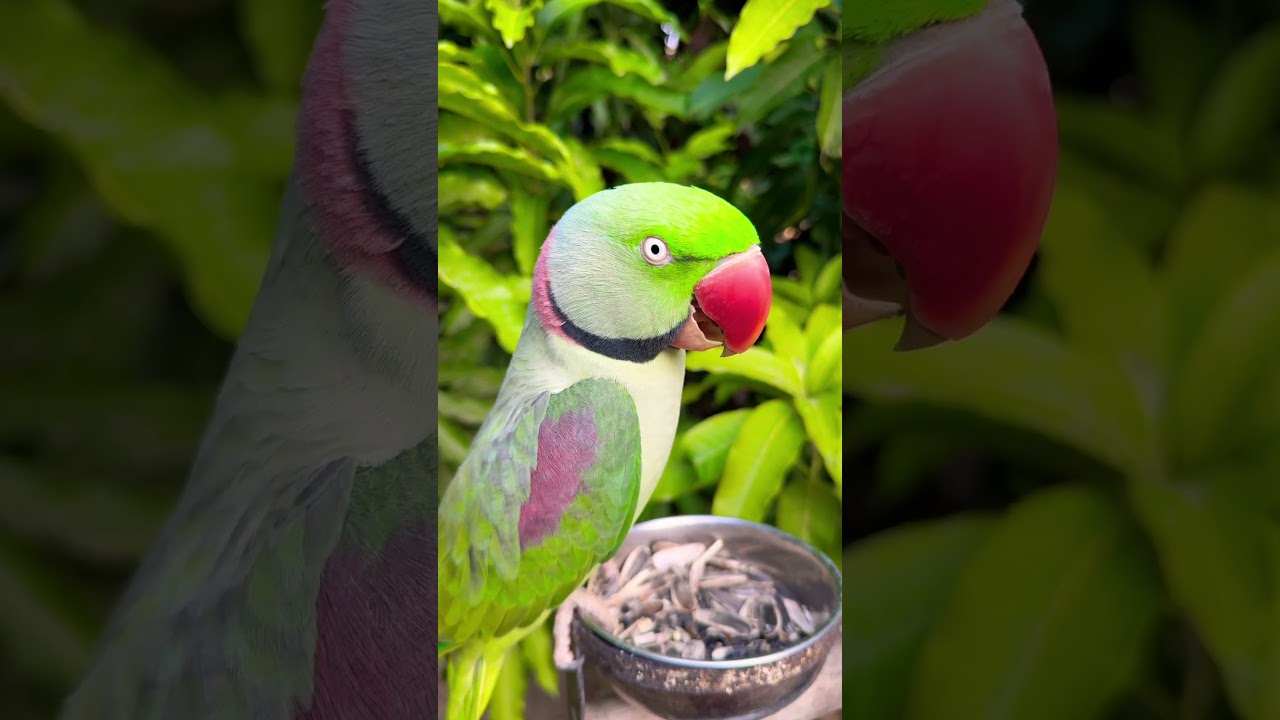 Talking Mithu #parrot #talkingparrot #alexandrine #shorts