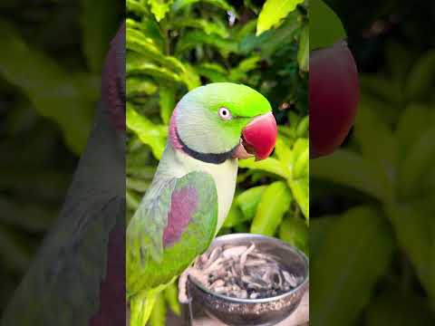 Talking Mithu #parrot #talkingparrot #alexandrine #shorts