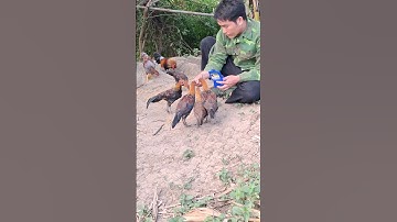 Hlau youtube pub me nyuam qaib qus.cho gà rừng tơ ăn sâu quy