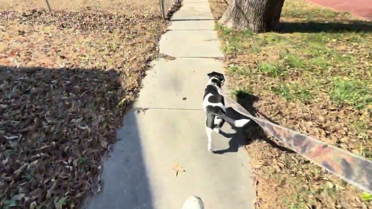 Thanksgiving Day walk