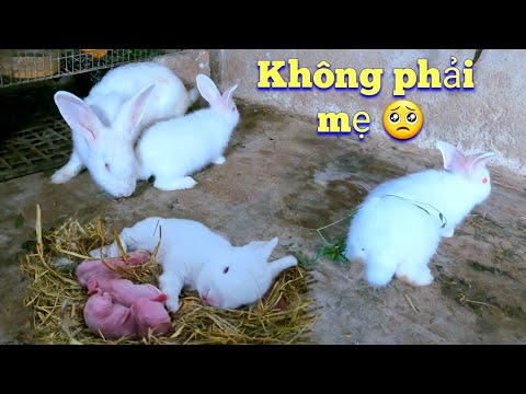 Video: Tiếng Anh Angora Rabbit
