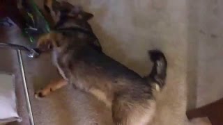 Swedish Vallhund puppy dog dries off after bath by HM CHANNEL 24 views 7 years ago 1 minute, 6 seconds