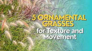 Top 5 Ornamental Grasses for Texture and Movement