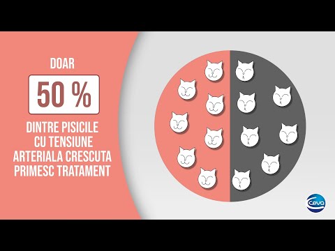 Video: Tensiunea Arterială Crescută La Pisici - Hipertensiune La Pisici