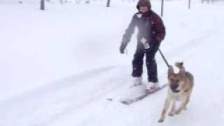 Dog Skiing