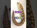 ウツボ捌き【三枚おろし】食べる時は骨に注意