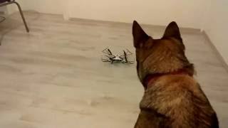 Dog Vs Dron2