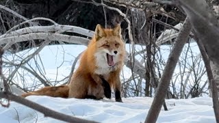 Sleepy Alaska Red Fox