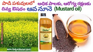 Mustard Oil for Good Health in Cows and Buffaloes Telugu | Dr. Madankumar Vet