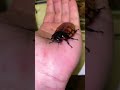 Когда таракан ручной 😏 #cockroach #madagascar #мадагаскарскийтаракан #насекомыевдоме #тараканы